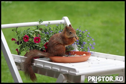 Hogyan törődik a mókus - etetés, tartalom, tippek és szabályok