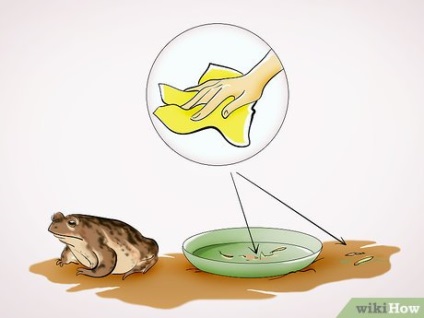 Hogyan törődik egy varangy
