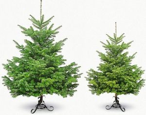Hogyan válasszuk ki a karácsonyfa az új év 2018 valóban hasznos tippeket!