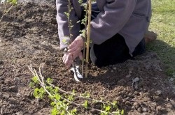 Як виростити баклажани сім секретів хорошого врожаю -