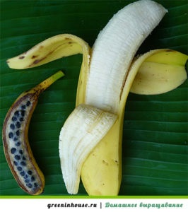 Hogyan növekszik egy banánt otthon