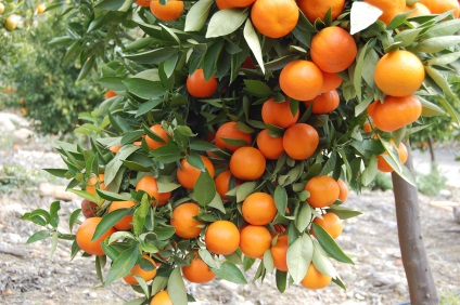 Hogyan növekszik a citrom, narancs és mandarin fák - 20 fotó megfelelő ellátást ezek