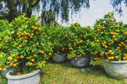 Hogyan növekszik a citrom, narancs és mandarin fák - 20 fotó megfelelő ellátást ezek