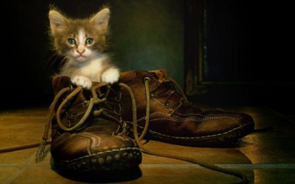 Hogyan hozzuk az illata macska vizelet ki a cipő (a cipő, sportcipő, balett cipő, cipő) Fotó és videó