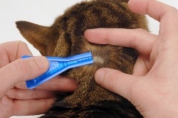 Csepp bolhák macskák kedvelt, a szabályok alkalmazása, ellenjavallatok, akció (alkalmazás) Csepp bolhák macskák népszerű típusú alkalmazási szabályok, ellenjavallatok, intézkedések