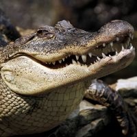 Miért álom egy krokodil