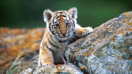 Mi az álom tigris nyugtatók segít válaszolni erre a kérdésre