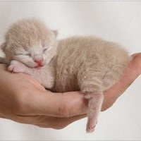 Mi álmok kis cica