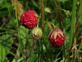 Strawberry Meadow jellemzőit és hasznos tulajdonságokkal - képernyő-line - Női Online bejegyzések