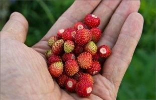 Strawberry Meadow jellemzőit és hasznos tulajdonságokkal - képernyő-line - Női Online bejegyzések