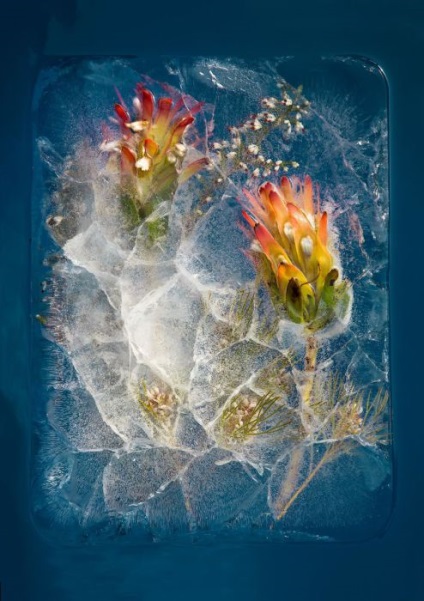 Amikor az idő áll még képek a virágok, fagyasztjuk jégtömbök