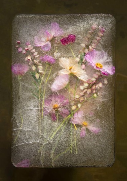 Amikor az idő áll még képek a virágok, fagyasztjuk jégtömbök