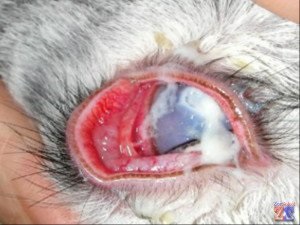 emu olaj anti aging előnyei szem huzatot kapott