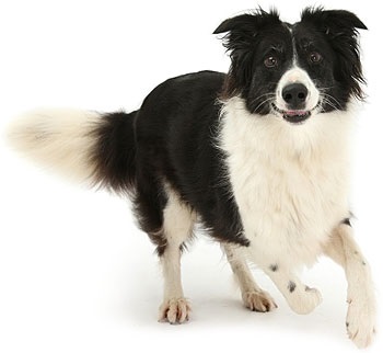En takarmány Purina Állat Diet a patológiai a gyomor-bél traktusban kutyáknál - vásárolnak olcsó Moszkvában olcsóbb (Purina) En takarmány Purina Állat Diet a patológiai a gyomor-bél traktusban kutyáknál - vásárolnak olcsó Moszkva olcsó