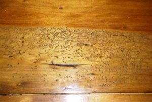 Woodworm az otthoni és a jelek az ellenőrző intézkedések