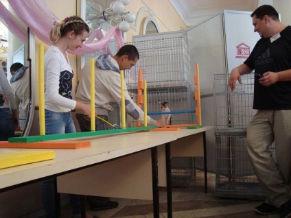 Feline sport, macskák a város Orenburg