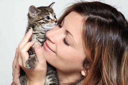 Cat veszi vagy nem veszi (a macska) Cat veszi vagy nem veszi