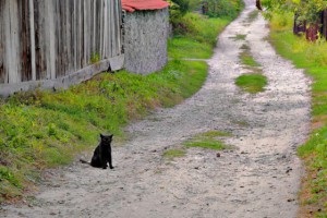 Macskák, és mindazokat a jeleket társított pet, élnek jobban Easylife!