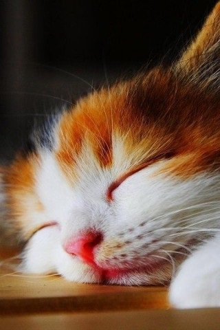 Cat horkol, vörös macska