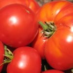 Egy szép kapu az országban, fotó, növényi kert (kerítés) Egy szép kapu az országban, fotó, növény a kertben