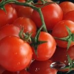 Egy szép kapu az országban, fotó, növényi kert (kerítés) Egy szép kapu az országban, fotó, növény a kertben