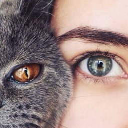 Gyönyörű fotó egy lány vele macska, fotó lányok macskák a avatar
