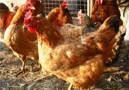 Csirkék Foksi Chik leírását és jellemzését fotókkal