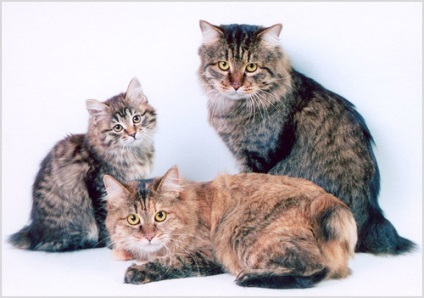 Kuril Bobtail fotók és videók, ár, fajta leírás, karakter (ár) Kuril Bobtail fotók és videók, ár, fajta leírás, karakter