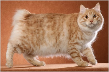 Kuril Bobtail fotók és videók, ár, fajta leírás, karakteres (leírás) Kuril Bobtail fotók és videók, ár, fajta leírás, karakter