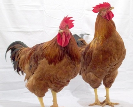 Csirkék tenyészteni redbro leírás fotókkal