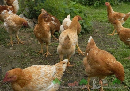 Csirkék tenyészteni redbro leírás fotókkal