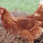 Csirkék redbro fajta leírását, jellemzőit, vélemények