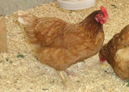 Csirkék redbro fajta leírását, jellemzőit, vélemények