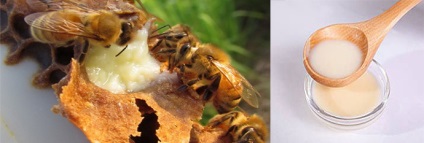 kezelése méhek podmor cukorbetegség