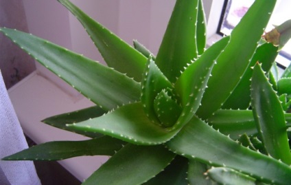 Wen kezelése népi jogorvoslati aloe, fahéj, hagyma és vérehulló fecskefű (wen) Wen kezelése népi jogorvoslati aloe, fahéj, vérfű és hagyma