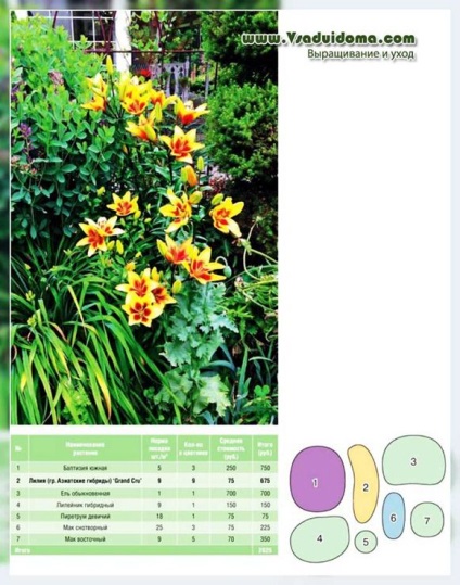 Lily a virágos kert - közelség más színek és gondozás, a helyszínen a kertben, ház és a szobanövények