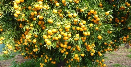Tangerine fa, hogyan kell gondoskodni otthon átültetni az üzem egy bankot, reprodukció