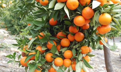 Tangerine fa, hogyan kell gondoskodni otthon átültetni az üzem egy bankot, reprodukció (fa) Tangerine fa, hogyan kell gondoskodni otthon átültetni az üzem egy bankot, reprodukció