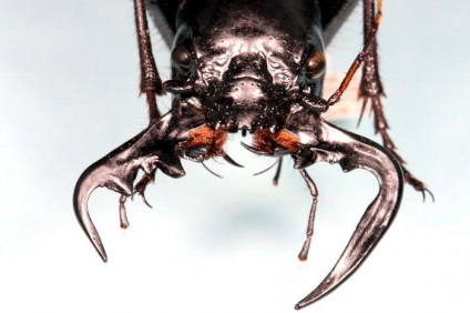 Mandibula - állkapocs rovarok