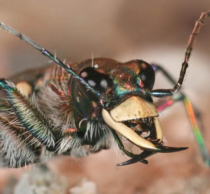 Mandibula - állkapocs rovarok