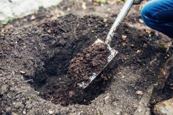 Chafer táplálkozik, amit a növények, és hogyan kell kezelni a lárvák a kártevők (1896 Hírnév Alexander) Chafer táplálkozik, amit a növények, és hogyan kell kezelni a lárvák a kártevők