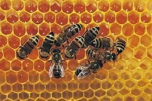 Méz propolisszal hasznos tulajdonságokkal, előírások, a kezelés
