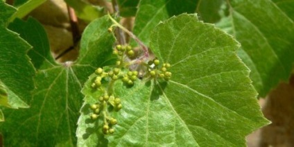 Kis bogyók szőlő okoz goroshenie