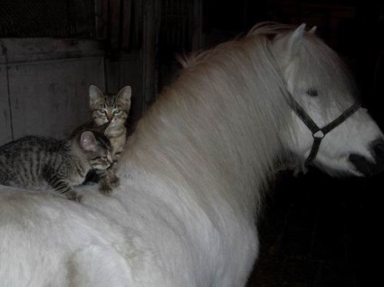 Fajok barátság - macskák és lovak