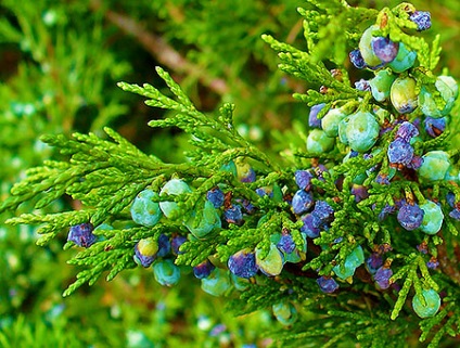 Juniperus Sabina - a legjobb fajták ültetése és gondozása, az ötleteim a kert és a kert