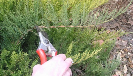 Juniperus Sabina ültetés, tenyésztés, földművelés és karbantartása - metszés, dugványok