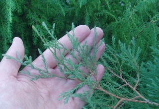 Juniperus Sabina ültetés, tenyésztés, földművelés és karbantartása - metszés, dugványok