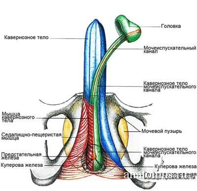 a pénisz alakja és szerkezete