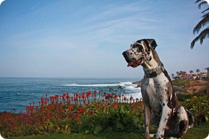 Great Dane, Nagy Dane fényképek