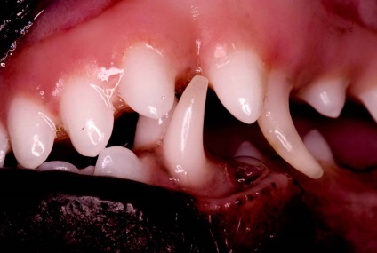 Malocclusion kölyök fajta, okai és megszüntetésük